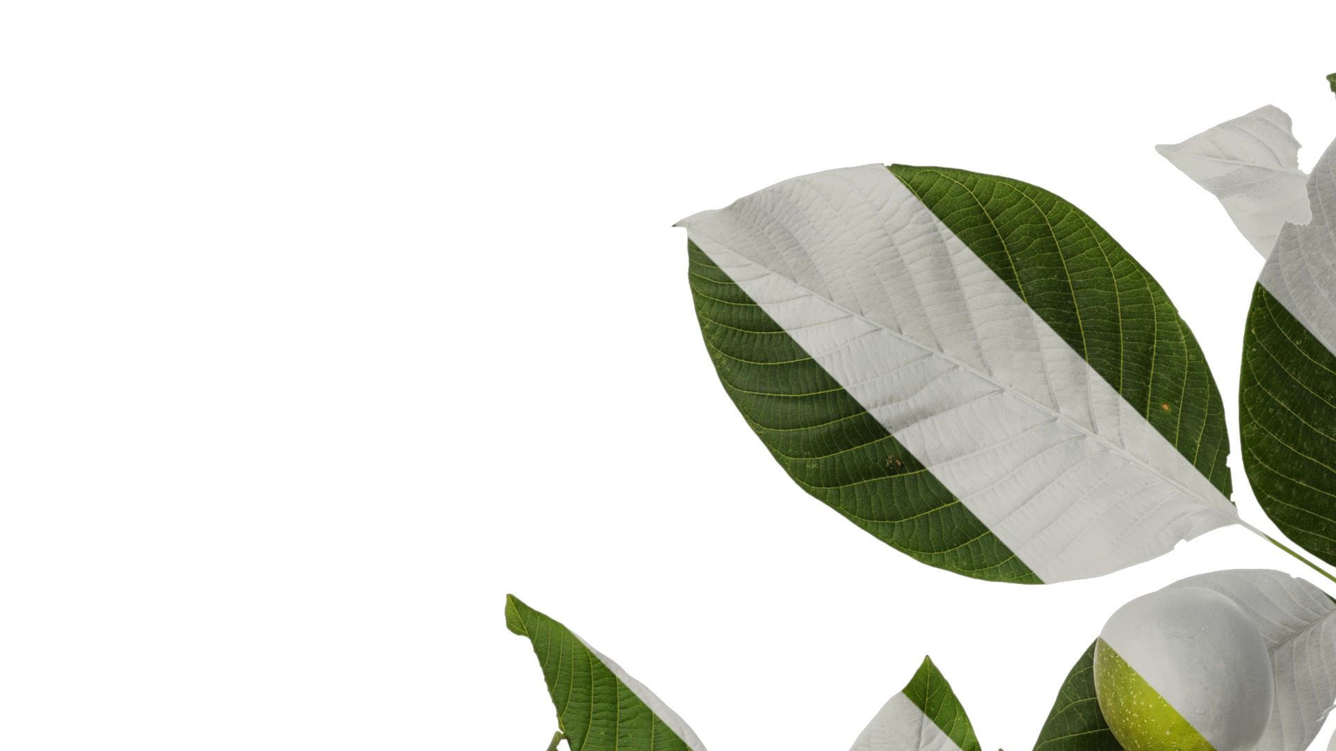 Anydrafts Juglans regia Atlas 08 Texture_3