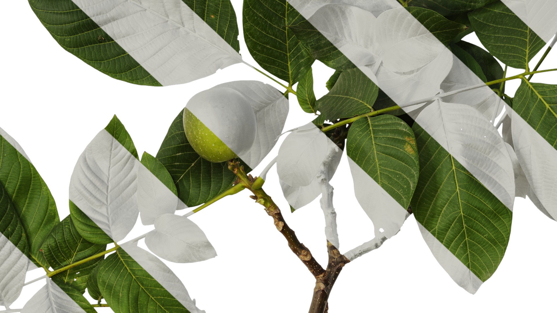 Anydrafts Juglans regia Atlas 08 Texture_7