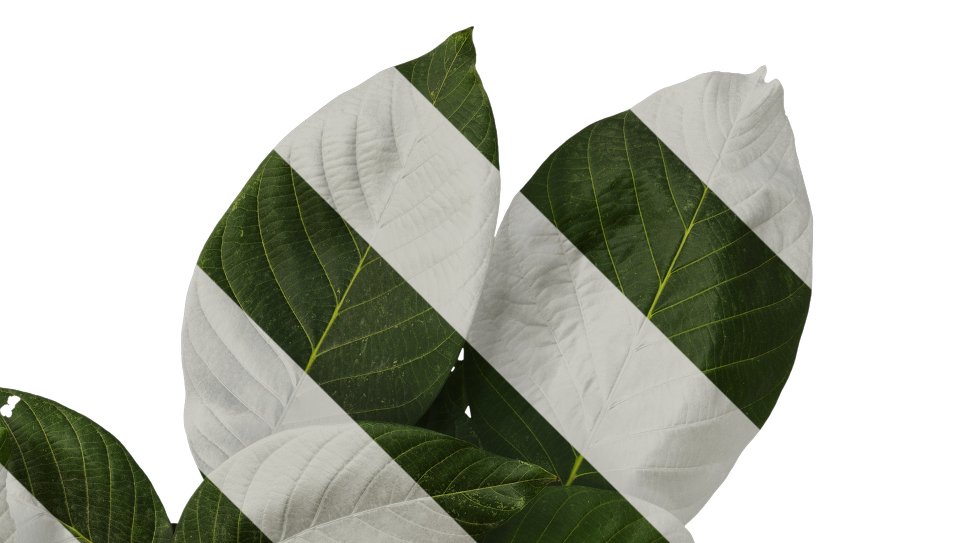 Anydrafts Juglans regia Atlas 08 Texture_2