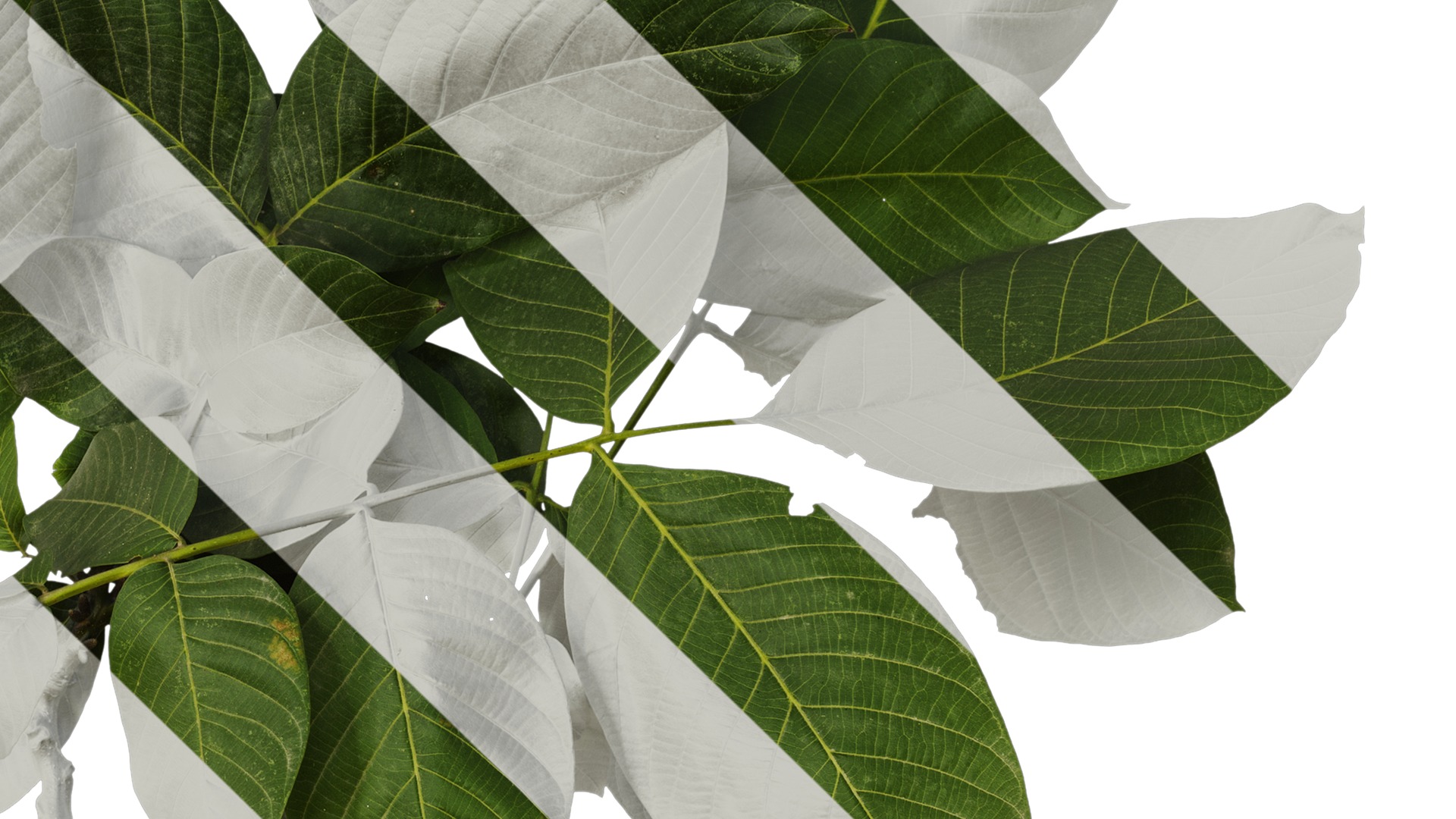 Anydrafts Juglans regia Atlas 08 Texture_4