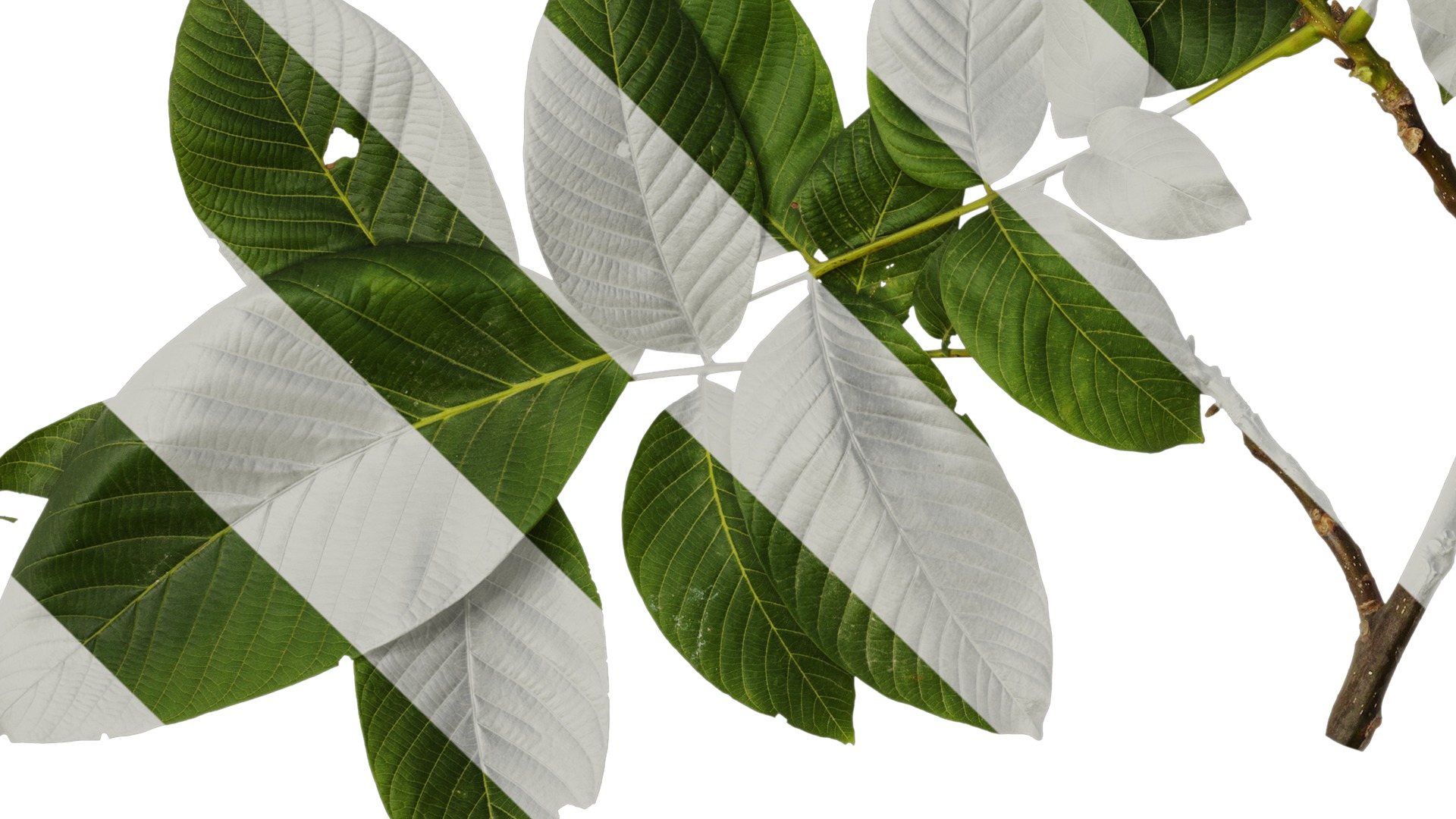 Anydrafts Juglans regia Atlas 08 Texture_5