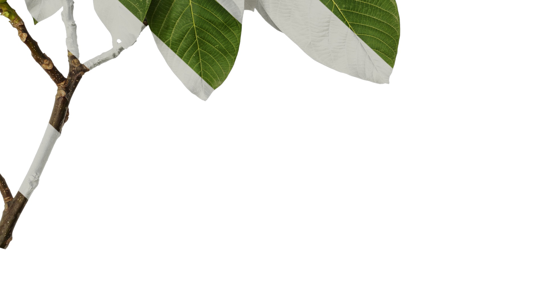 Anydrafts Juglans regia Atlas 08 Texture_6