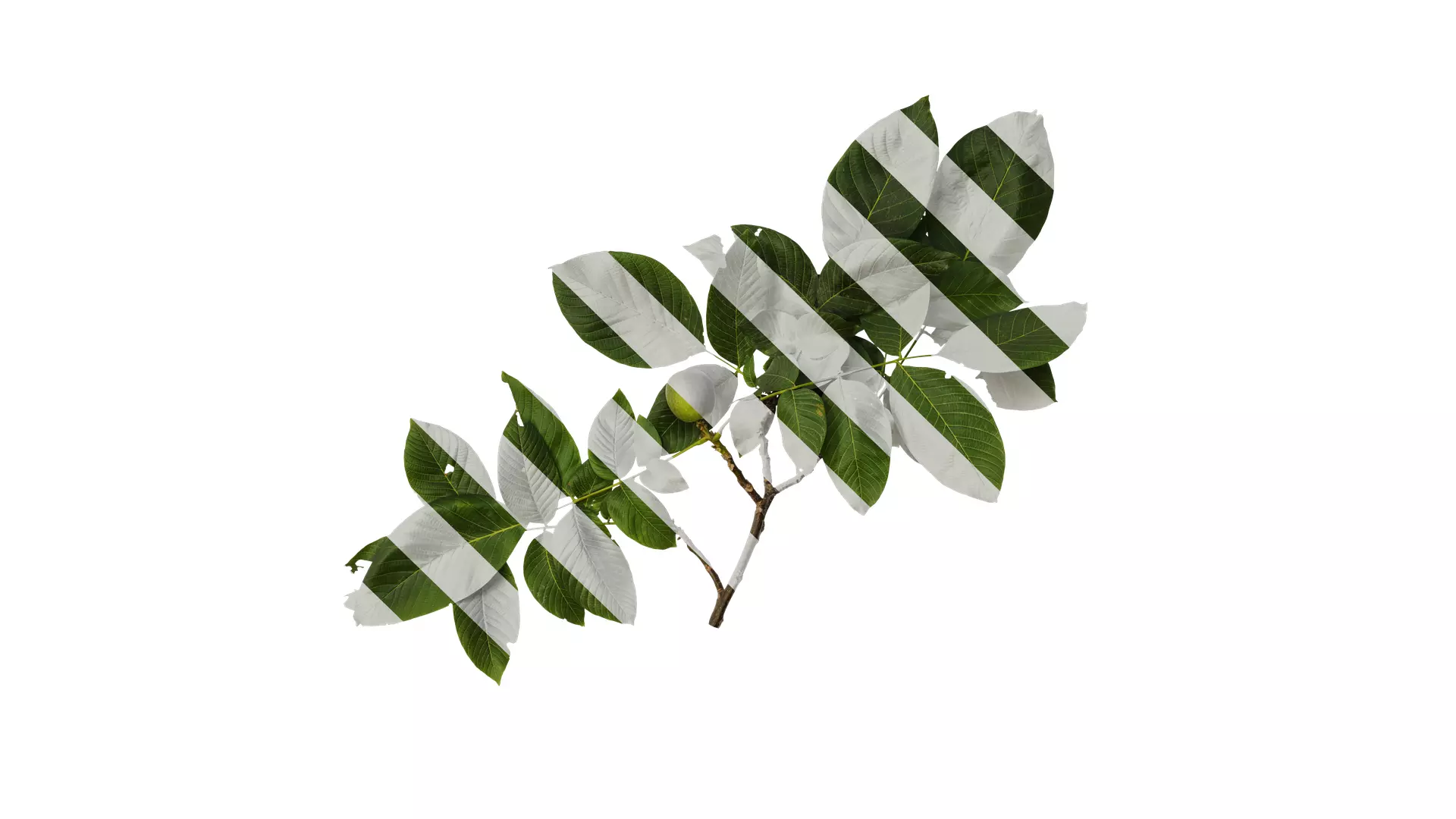 Anydrafts Juglans regia Atlas 08 Texture_0