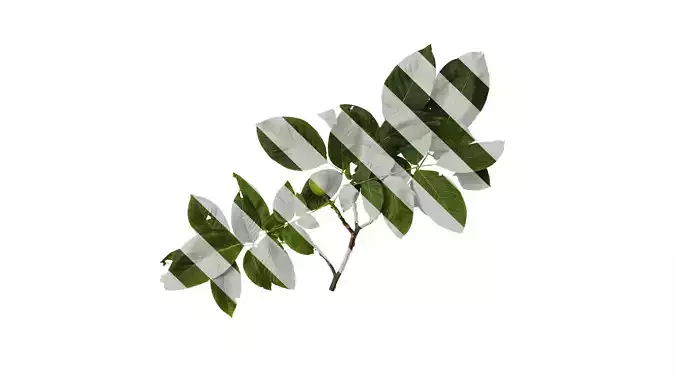 Anydrafts Juglans regia Atlas 08