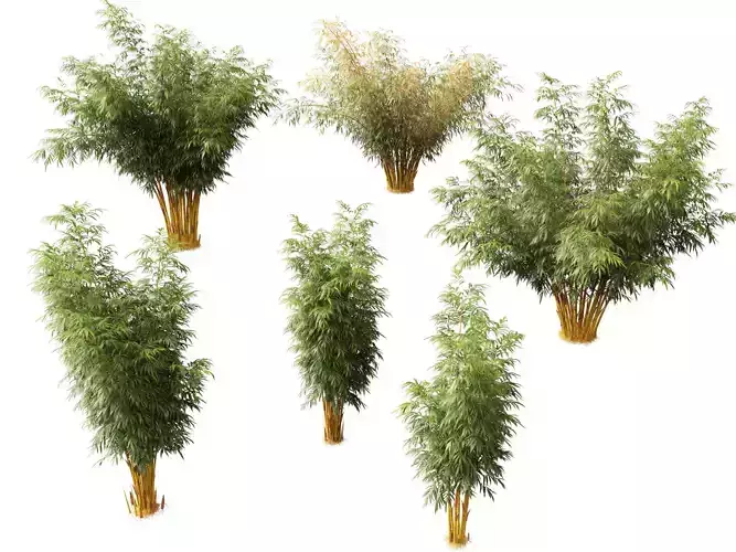 HighPolyLowPoly Schizostachyum brachyllum - New Golden Bamboo