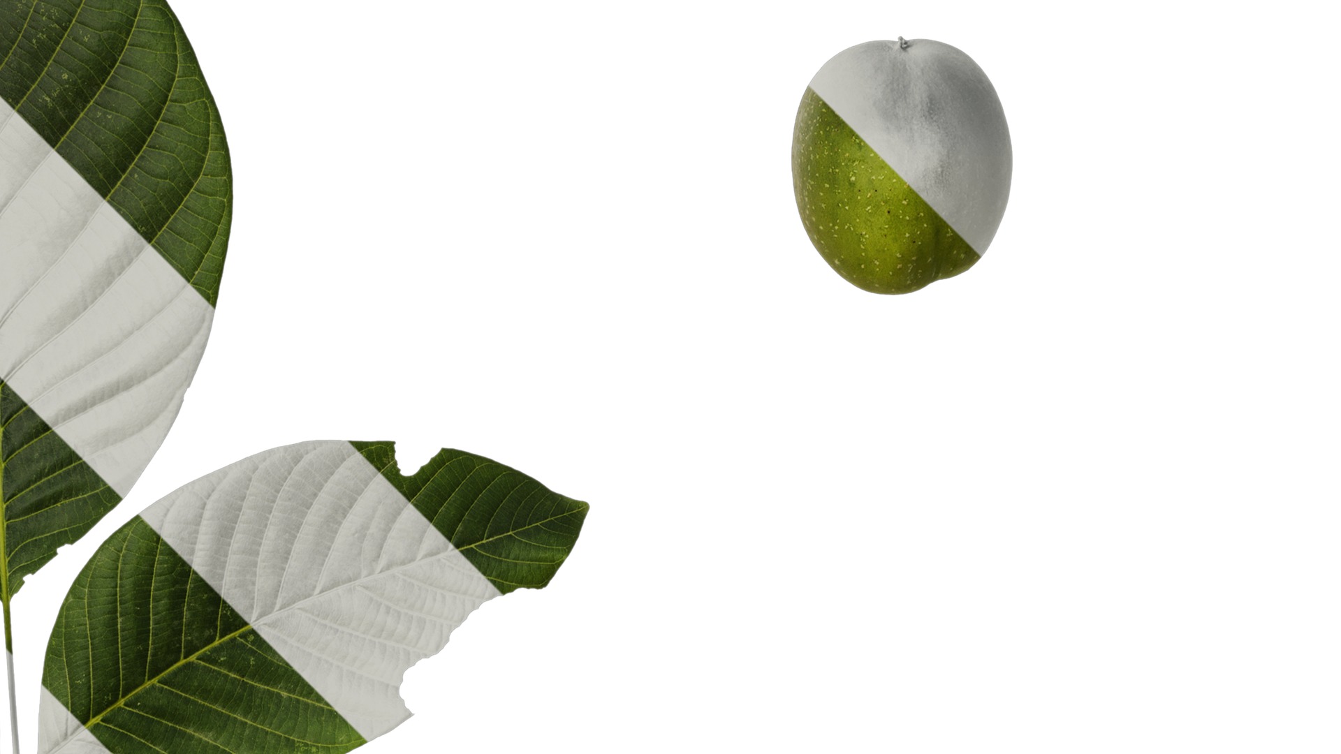 Anydrafts Juglans regia Atlas 09 Texture_2