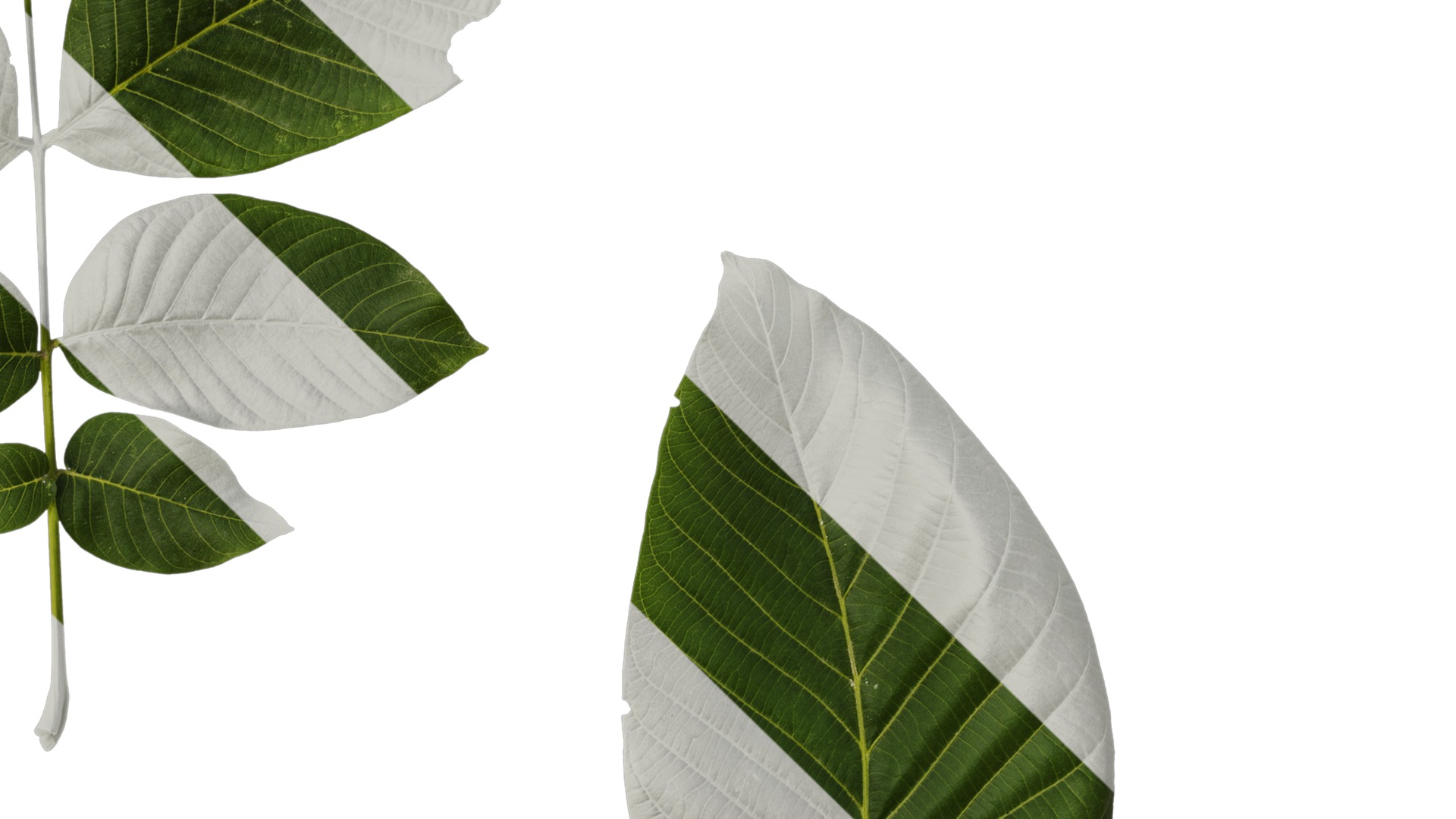 Anydrafts Juglans regia Atlas 09 Texture_4