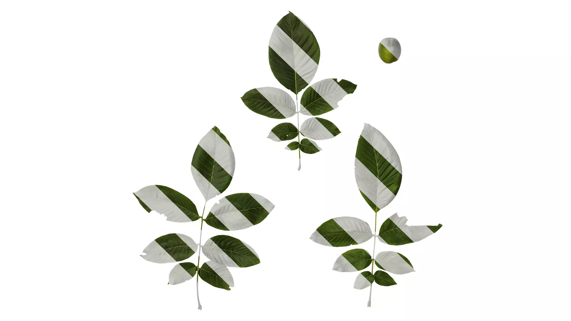 Anydrafts Juglans regia Atlas 09 Texture_0