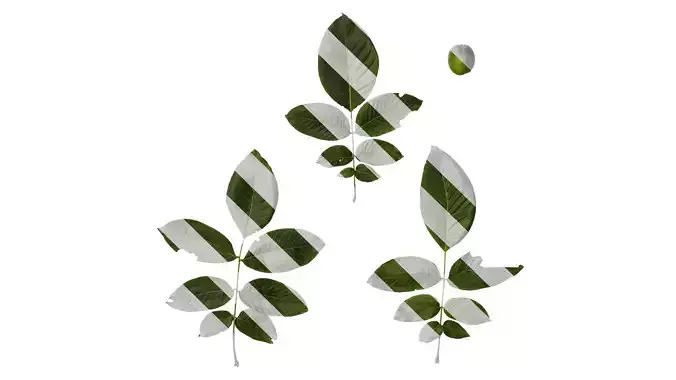 Anydrafts Juglans regia Atlas 09