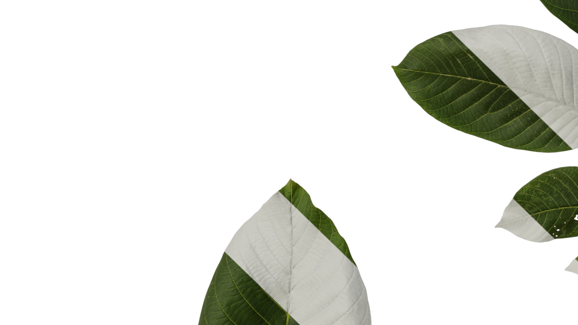 Anydrafts Juglans regia Atlas 09 Texture_3