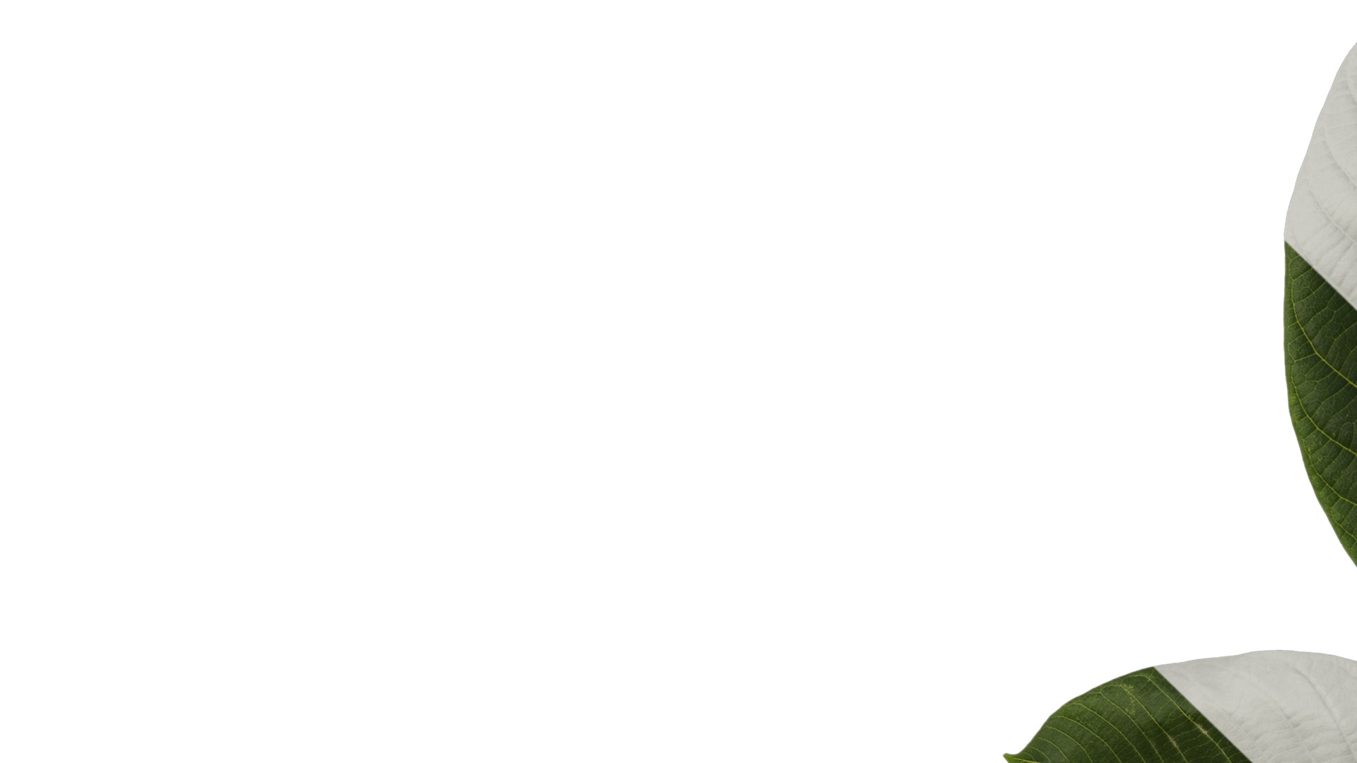 Anydrafts Juglans regia Atlas 09 Texture_1