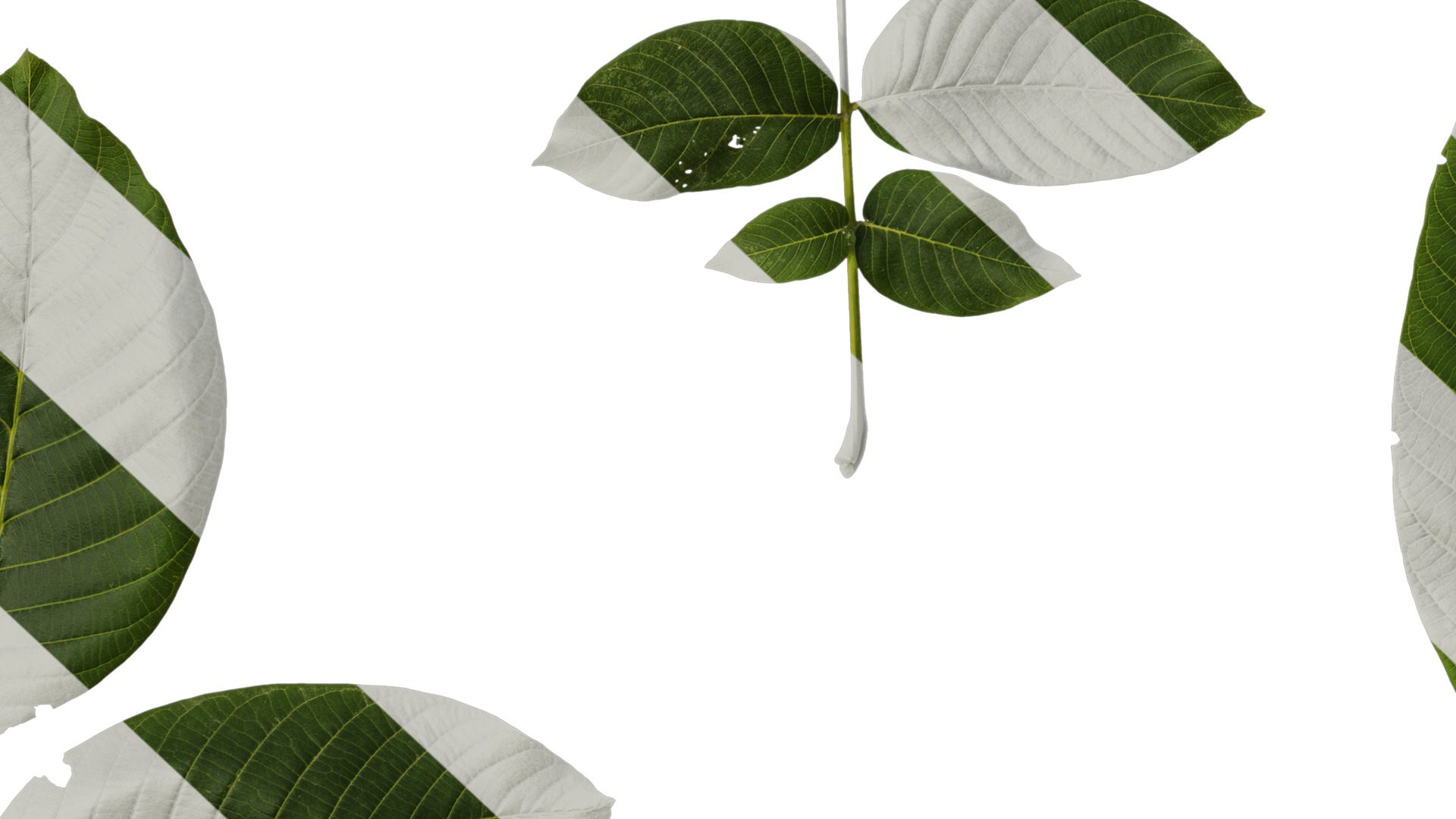 Anydrafts Juglans regia Atlas 09 Texture_7