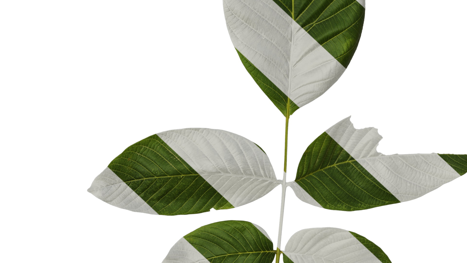 Anydrafts Juglans regia Atlas 09 Texture_6