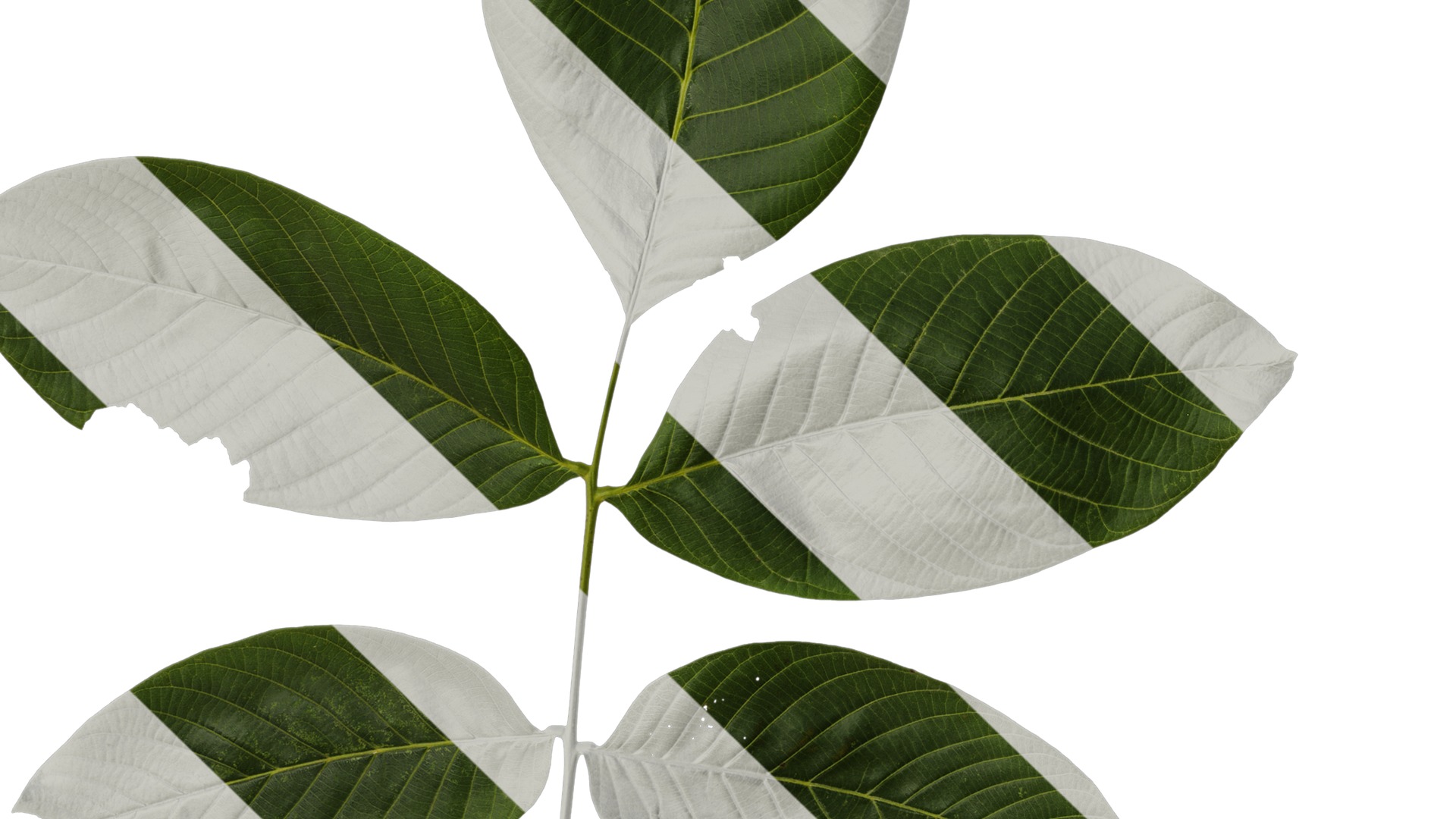 Anydrafts Juglans regia Atlas 09 Texture_5