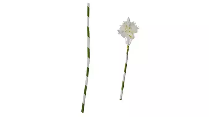 Anydrafts Ornithogalum arabicum Atlas 01