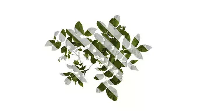 Anydrafts Juglans regia Atlas 10