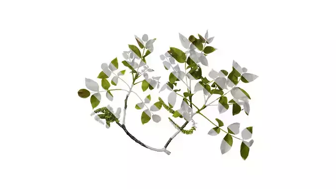 Anydrafts Juglans regia Atlas 11