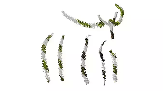 Anydrafts Juglans regia Flower 02