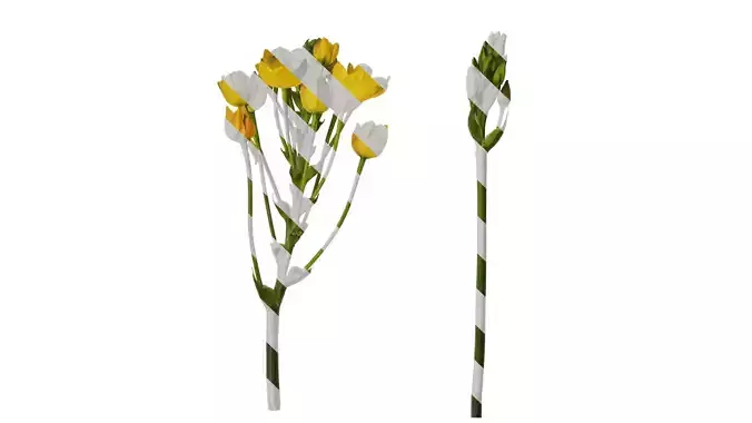 Anydrafts Ornithogalum caudatum Atlas 02