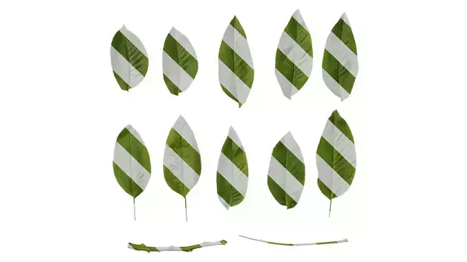 Anydrafts Juglans regia Leaf 02