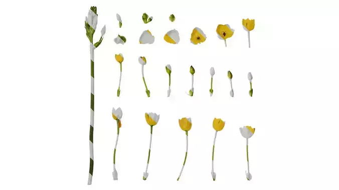 Anydrafts Ornithogalum caudatum Flower 01