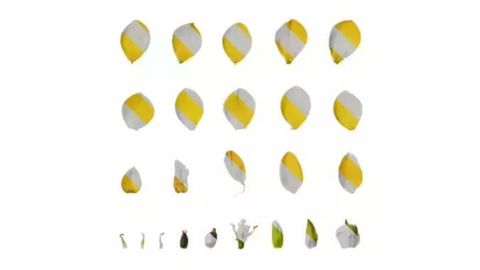 Anydrafts Ornithogalum caudatum Flower 02