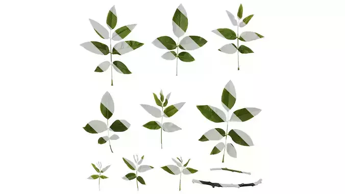 Anydrafts Juglans regia Leaf 03