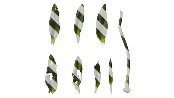 Anydrafts Ornithogalum caudatum Leaf 01