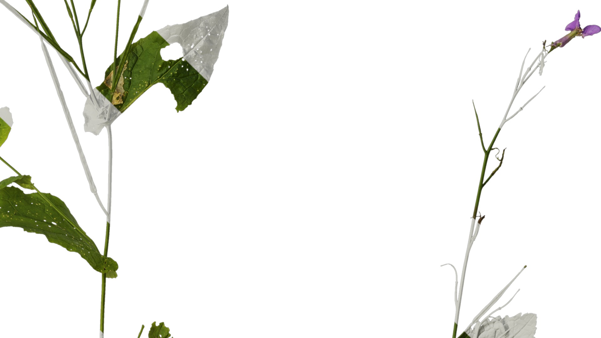 Anydrafts Orychophragmus violaceus Atlas 04 Texture_4