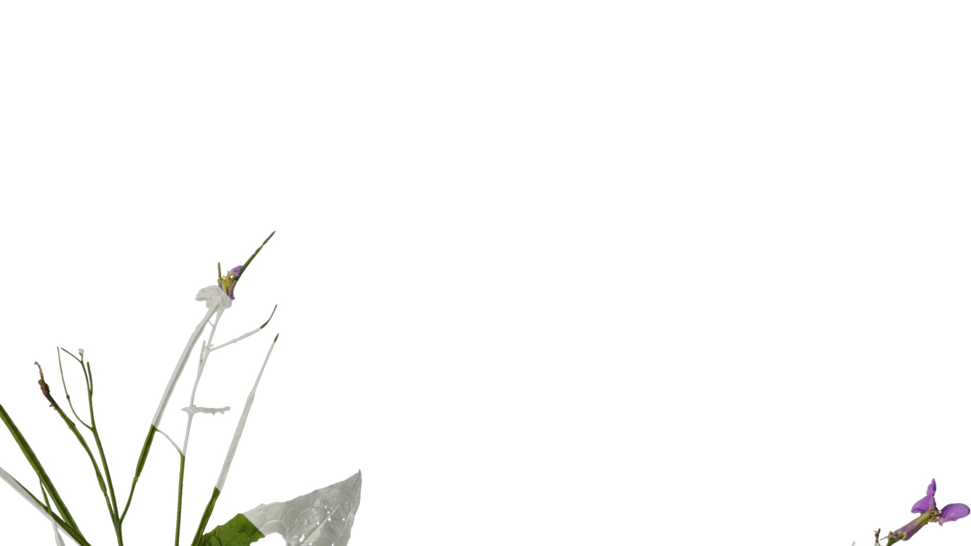 Anydrafts Orychophragmus violaceus Atlas 04 Texture_2