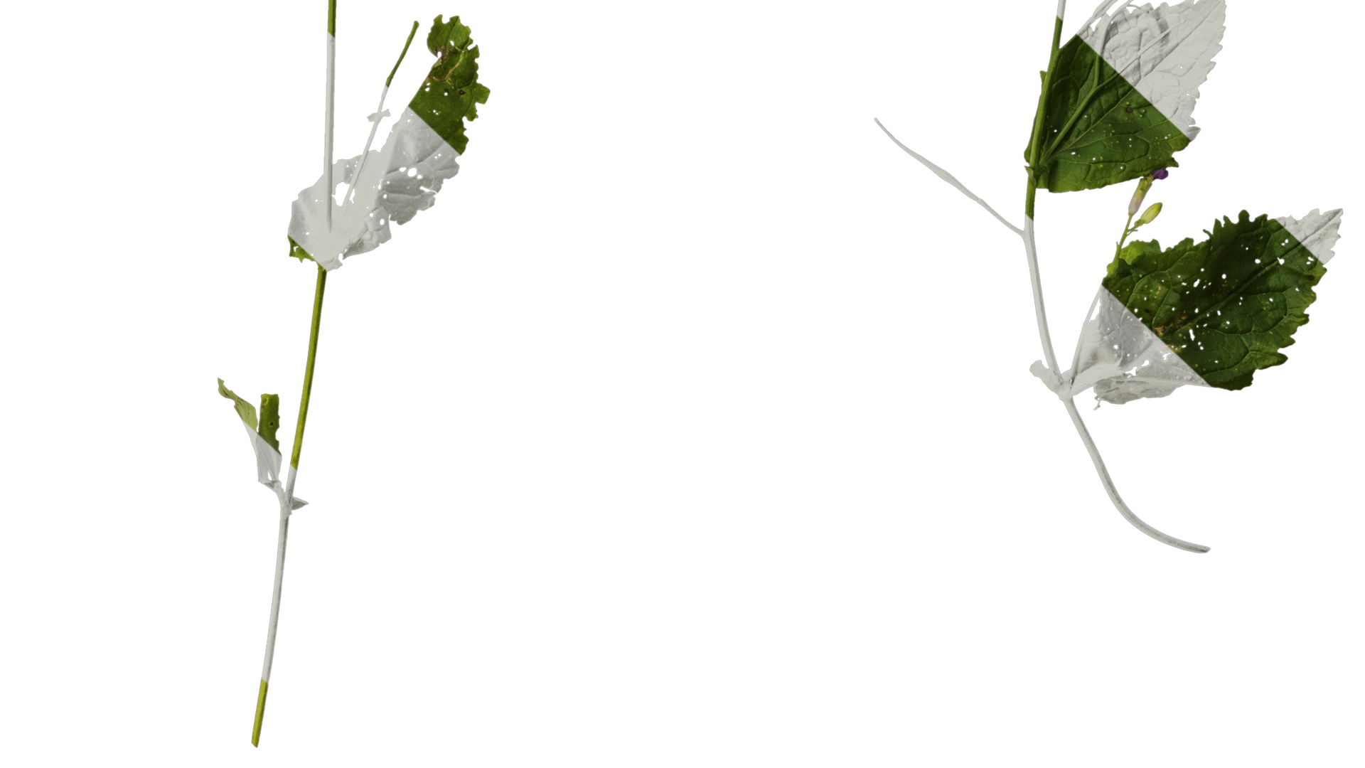 Anydrafts Orychophragmus violaceus Atlas 04 Texture_6