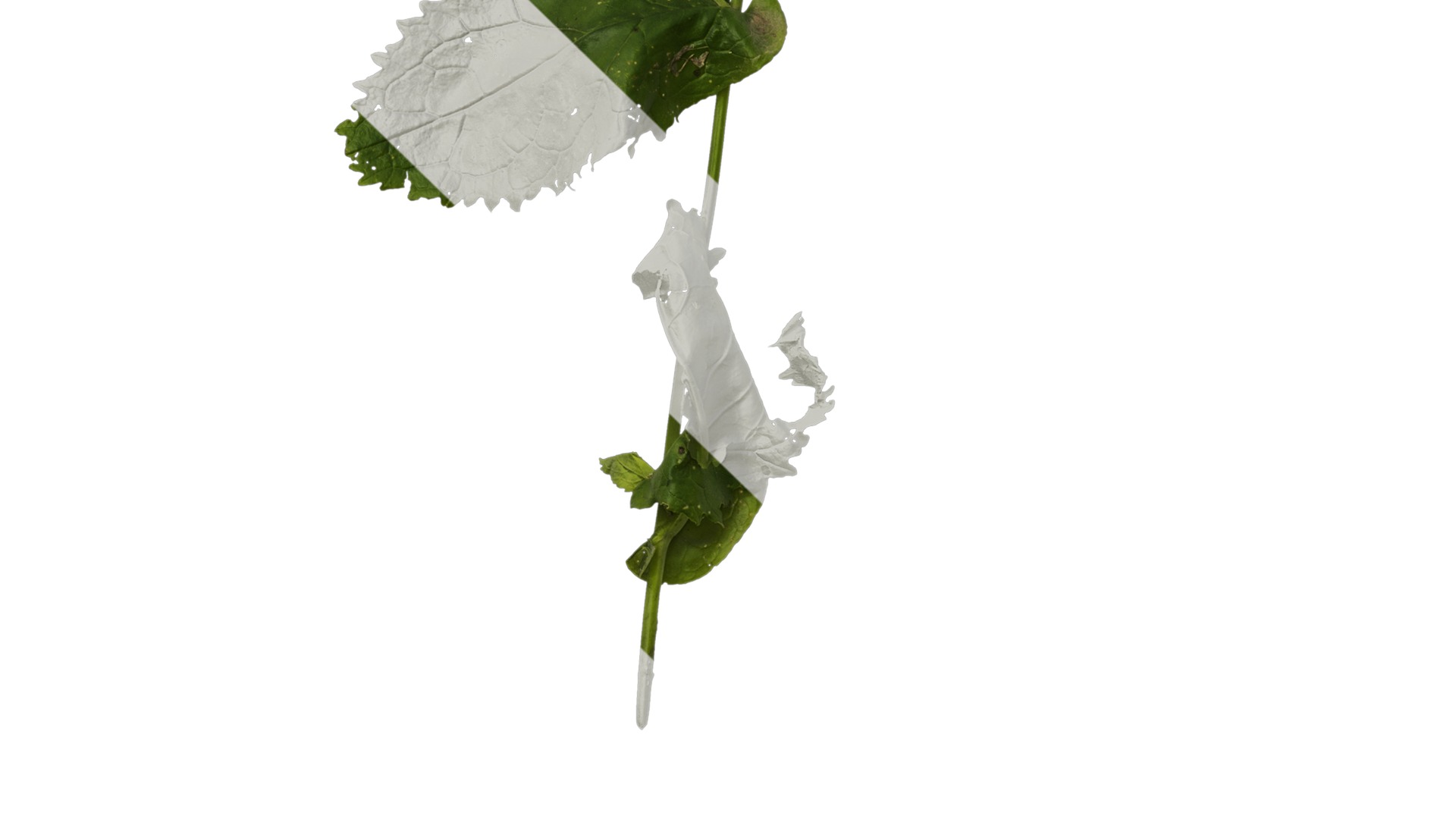 Anydrafts Orychophragmus violaceus Atlas 04 Texture_5