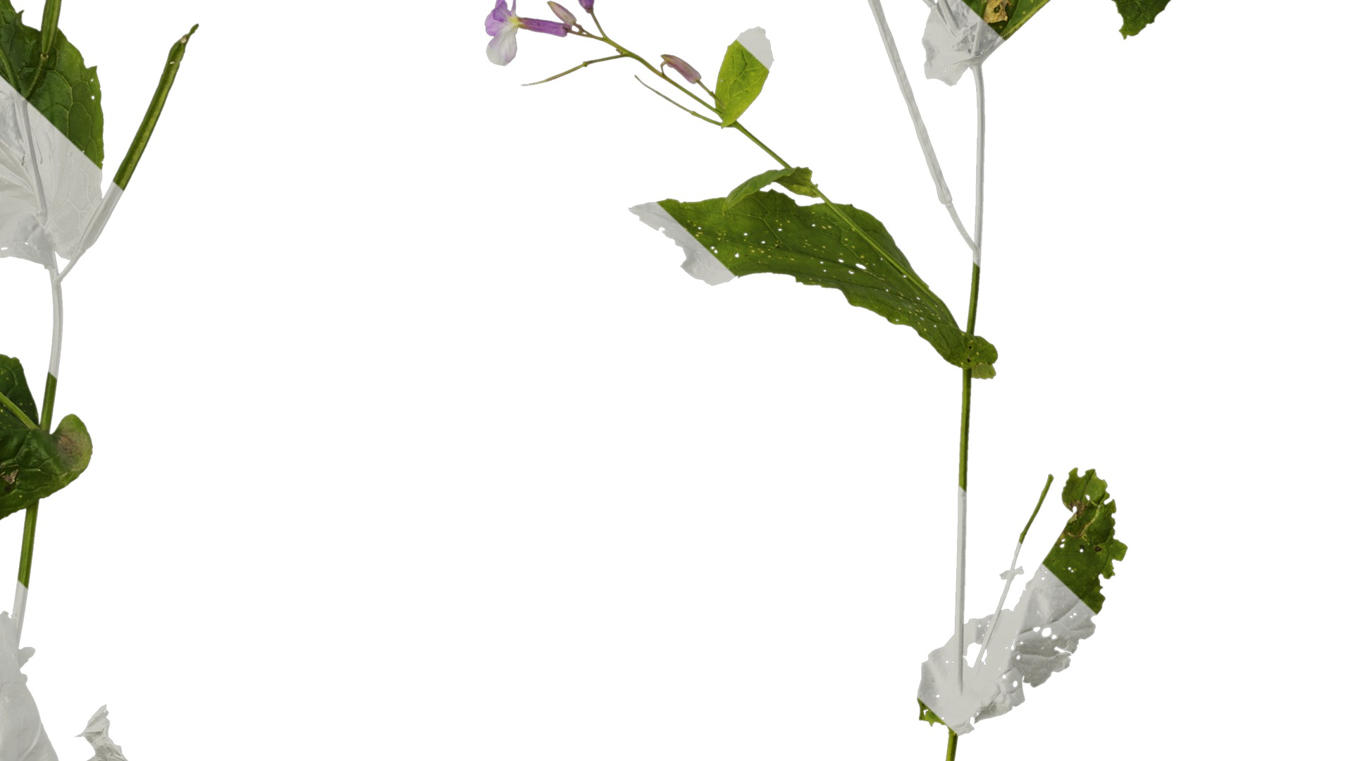 Anydrafts Orychophragmus violaceus Atlas 04 Texture_7