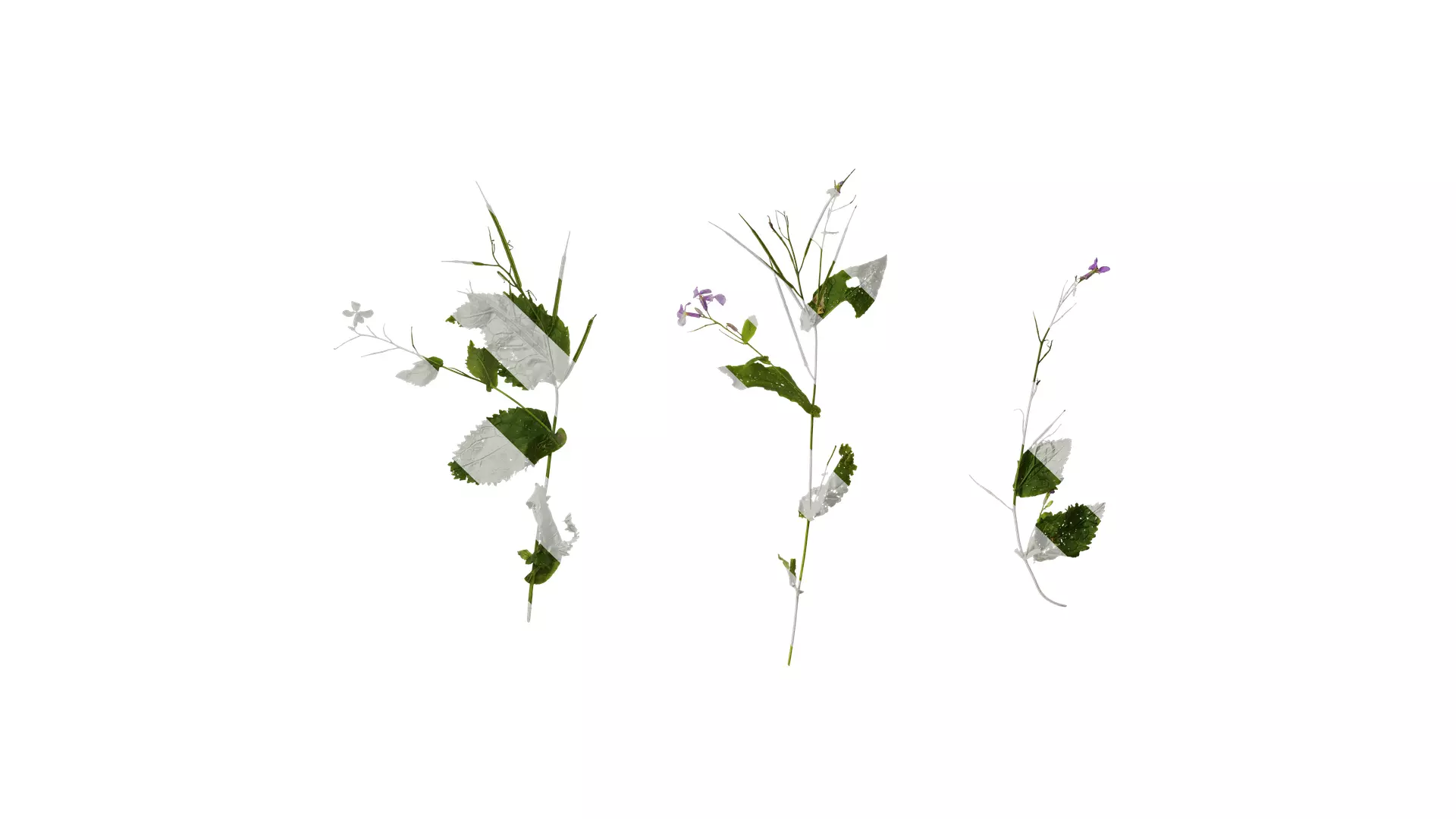 Anydrafts Orychophragmus violaceus Atlas 04 Texture_0