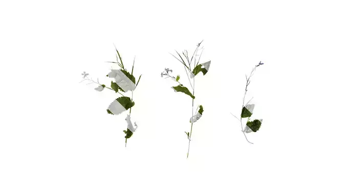 Anydrafts Orychophragmus violaceus Atlas 04