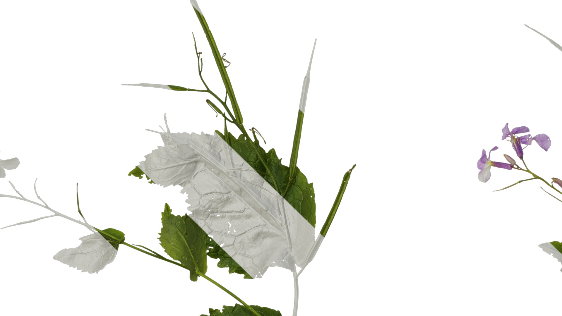 Anydrafts Orychophragmus violaceus Atlas 04 Texture_3