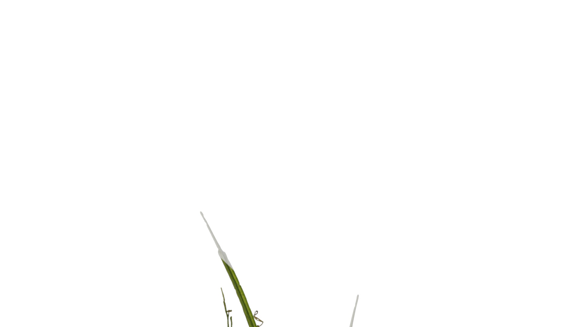 Anydrafts Orychophragmus violaceus Atlas 04 Texture_1