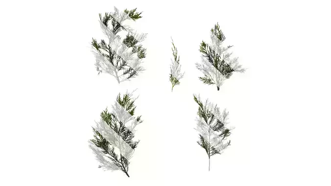 Anydrafts Juniperus chinensis Atlas 06