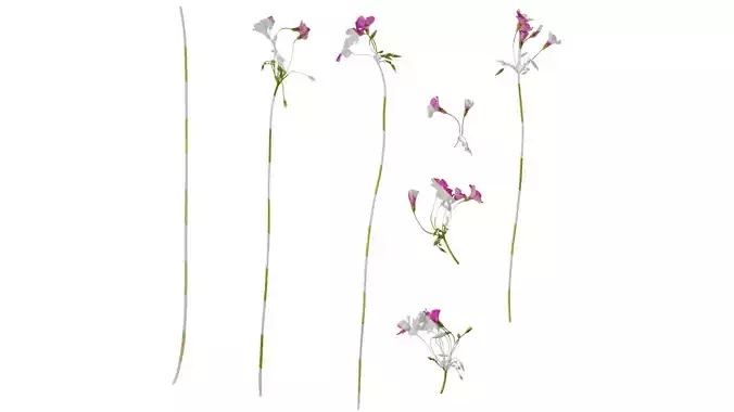 Anydrafts Oxalis corymbosa Atlas 02