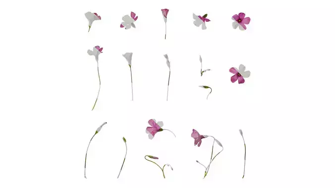 Anydrafts Oxalis corymbosa Flower 01