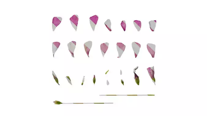 Anydrafts Oxalis corymbosa Flower 02