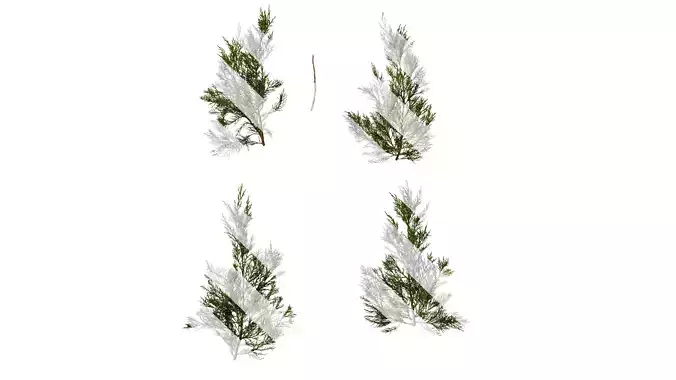 Anydrafts Juniperus chinensis Atlas 09