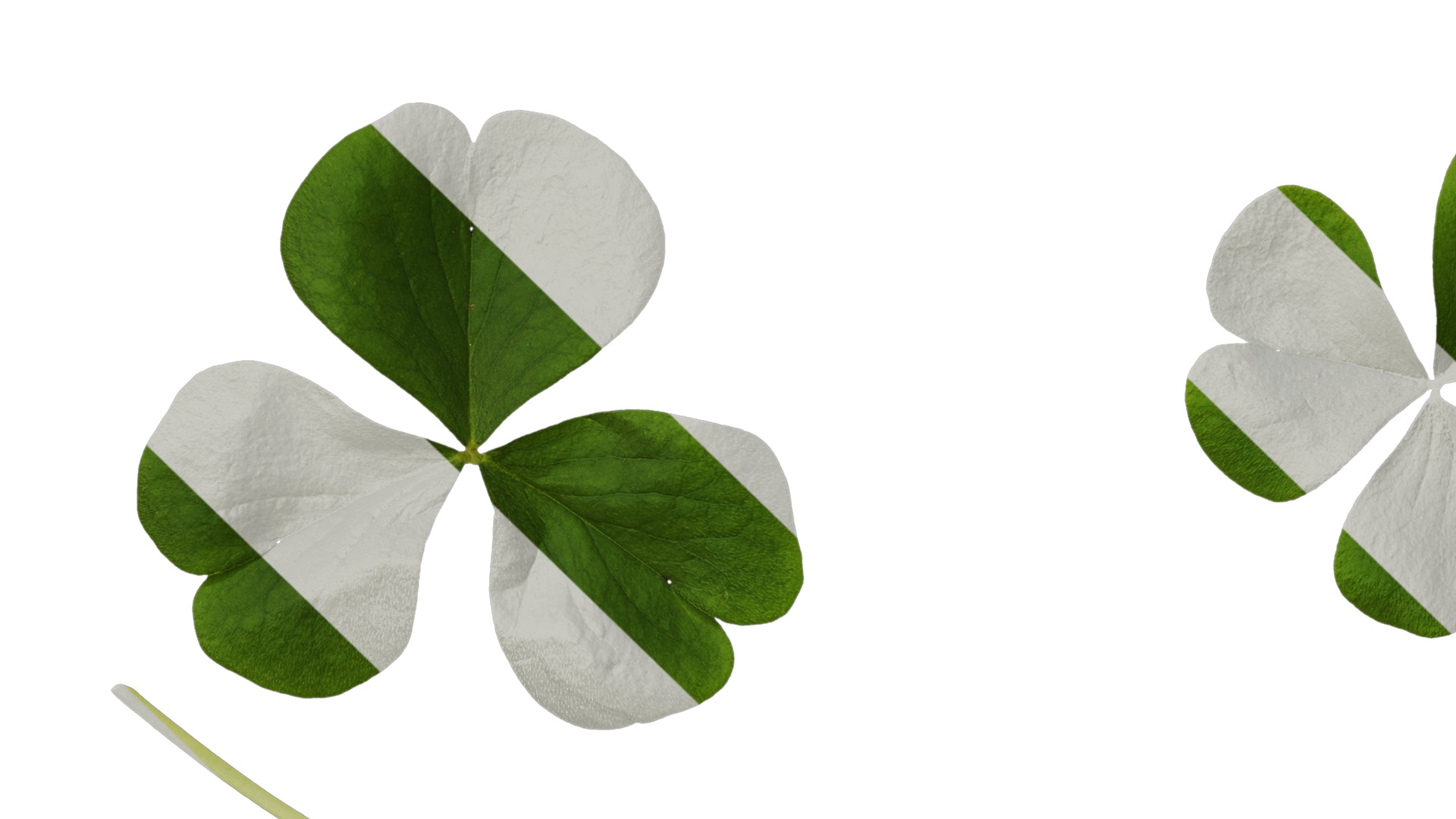 Anydrafts Oxalis corymbosa Leaf 01 Texture_5