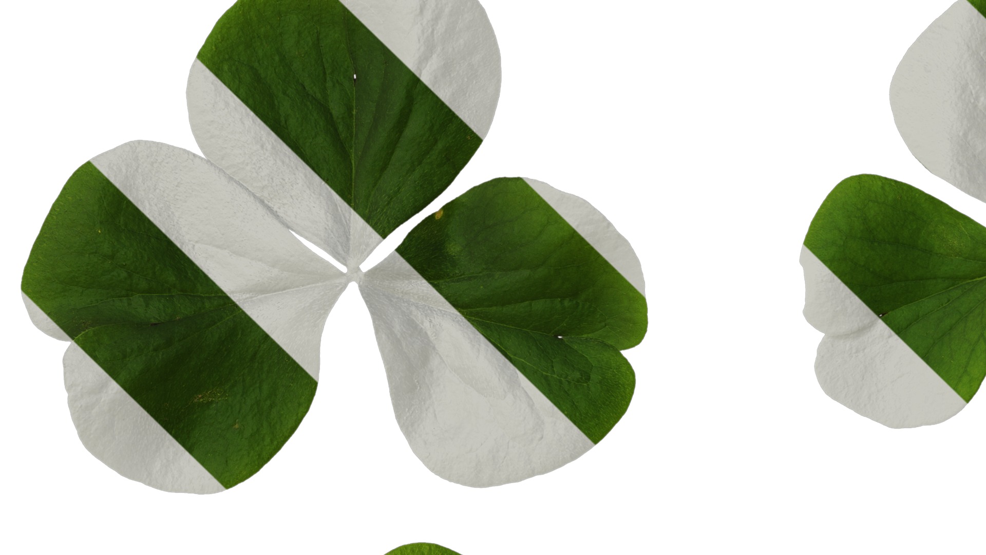 Anydrafts Oxalis corymbosa Leaf 01 Texture_1