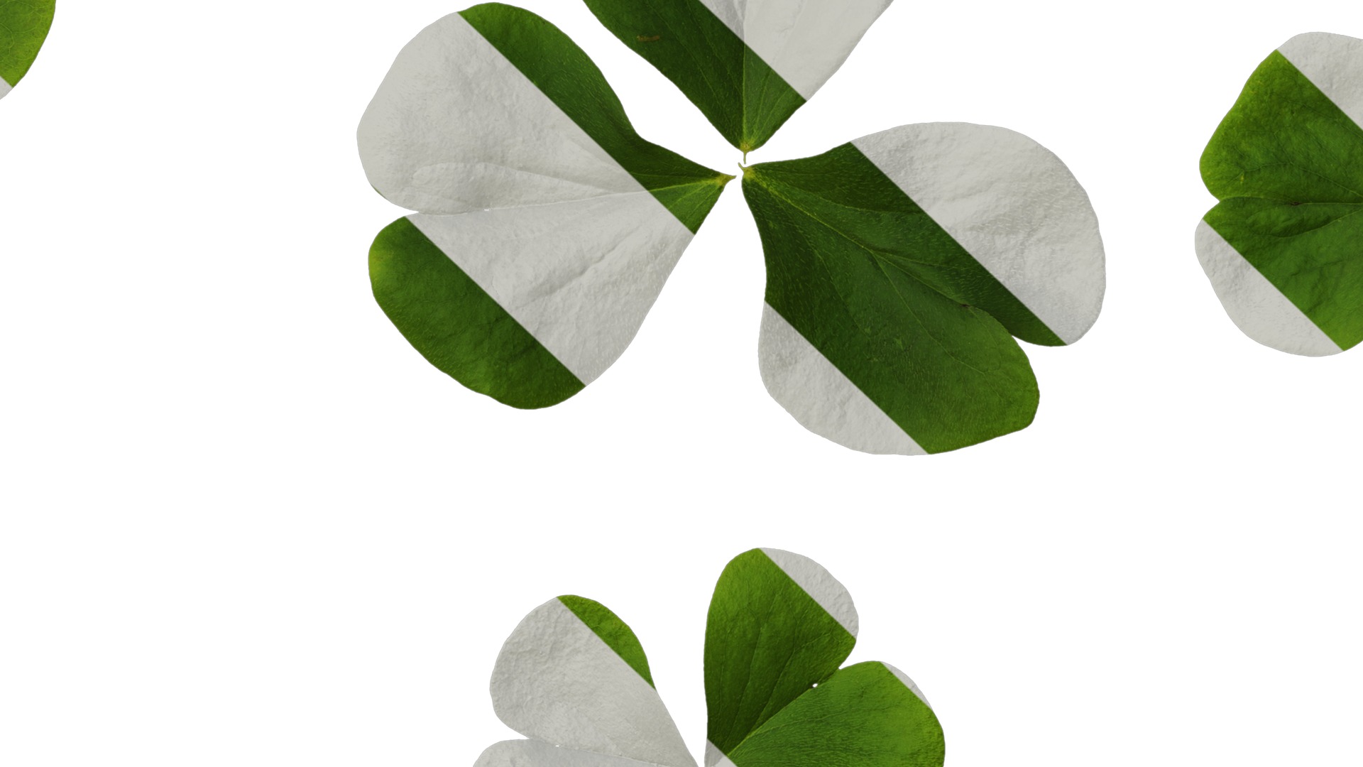 Anydrafts Oxalis corymbosa Leaf 01 Texture_7