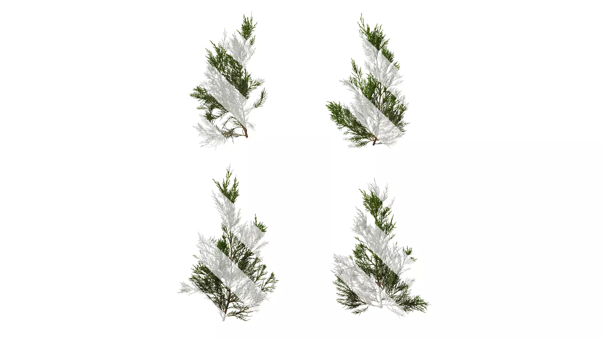 Anydrafts Juniperus chinensis Atlas 10 Texture_0