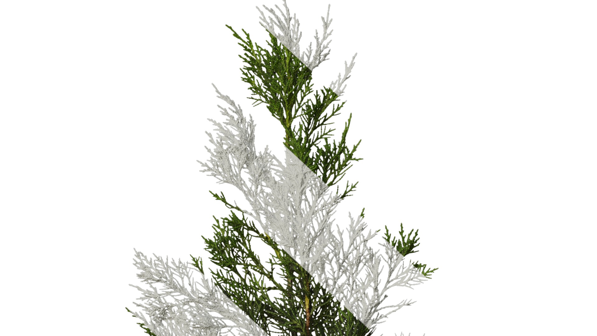 Anydrafts Juniperus chinensis Atlas 10 Texture_6