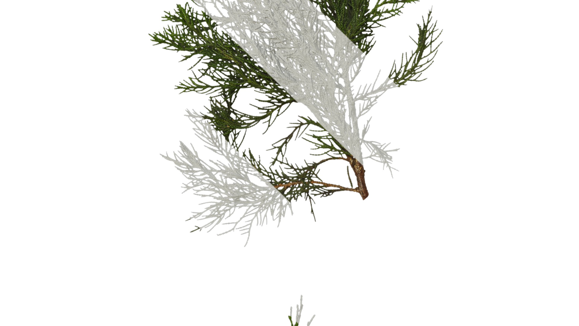 Anydrafts Juniperus chinensis Atlas 10 Texture_3