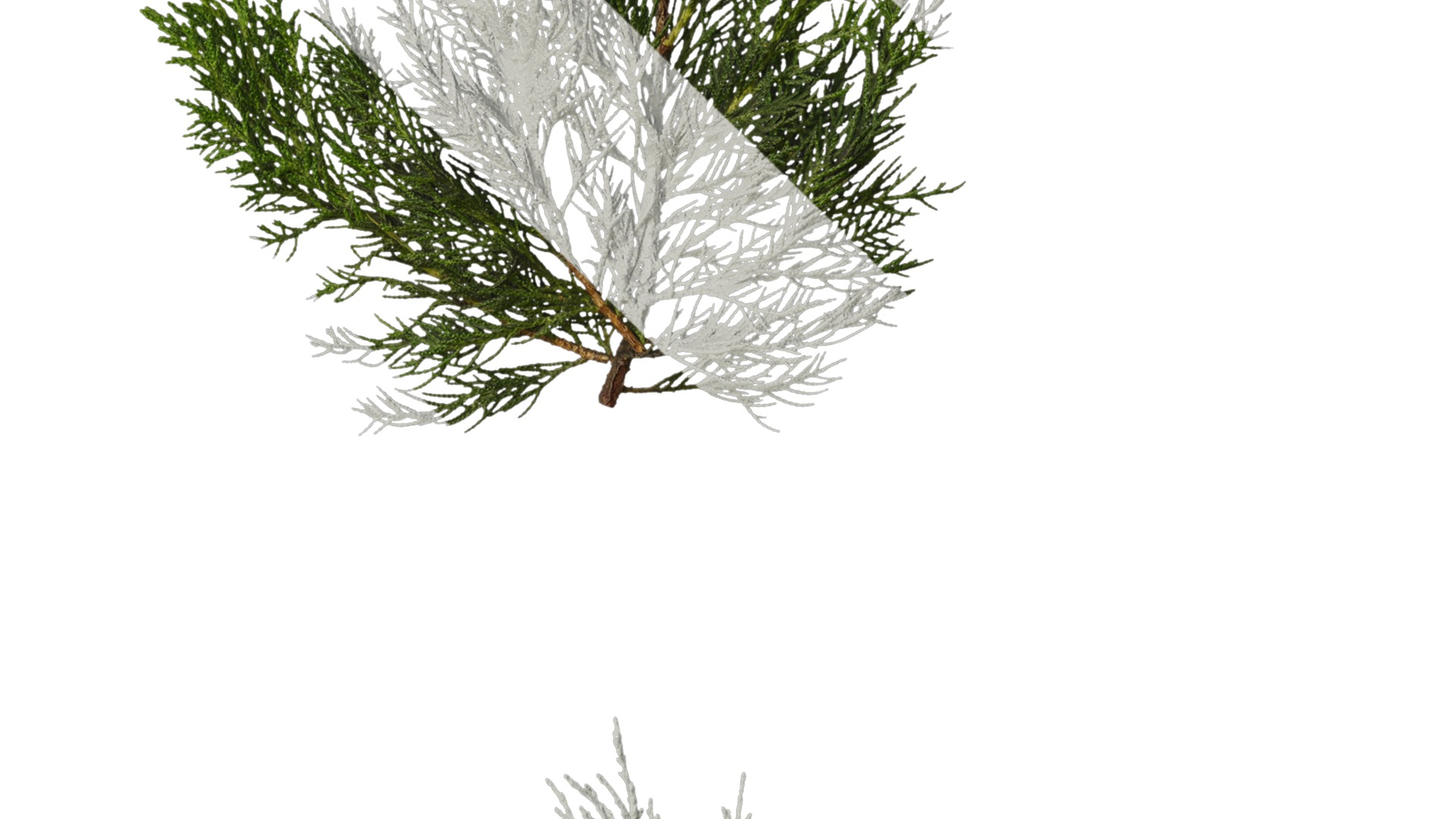 Anydrafts Juniperus chinensis Atlas 10 Texture_4