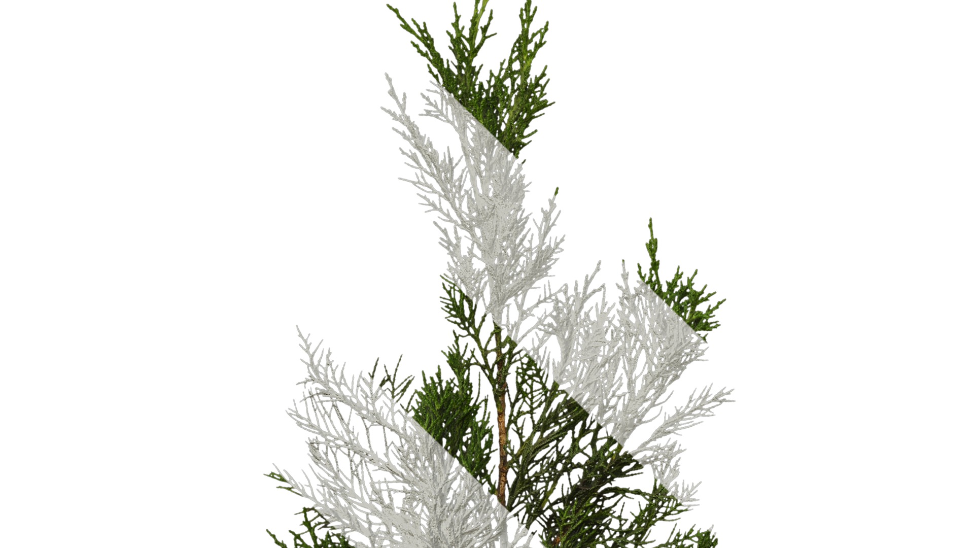 Anydrafts Juniperus chinensis Atlas 10 Texture_5